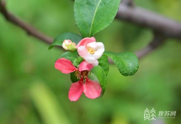 海棠反季节开花 而且花果同枝(图3)