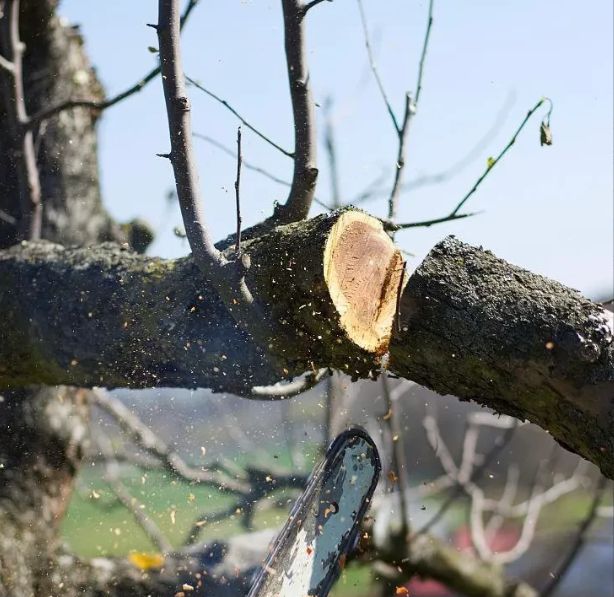 因砍断邻居家树枝被索赔2万邻居不依不饶下他开始反击……(图2)
