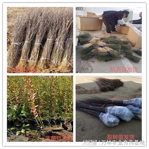 【石榴苗】：科学管理经济成果显著(图1)