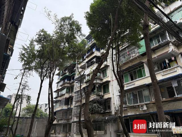 小区大树被砍成树桩 家属委员会：树木占用部分消防通道、压电线 砍伐有报备｜云投诉(图2)