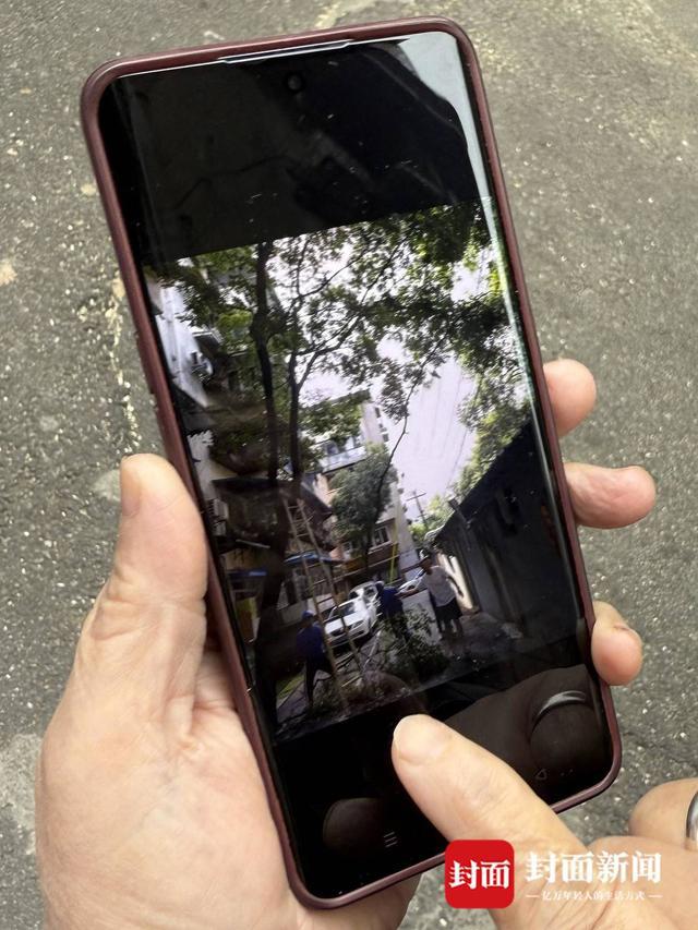 小区大树被砍成树桩 家属委员会：树木占用部分消防通道、压电线 砍伐有报备｜云投诉(图3)