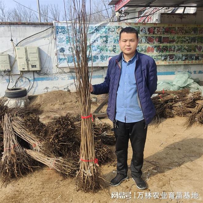黑金樱桃苗：抗病高产果园效益加倍(图3)