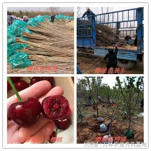 黑金樱桃苗：抗病高产果园效益加倍(图2)