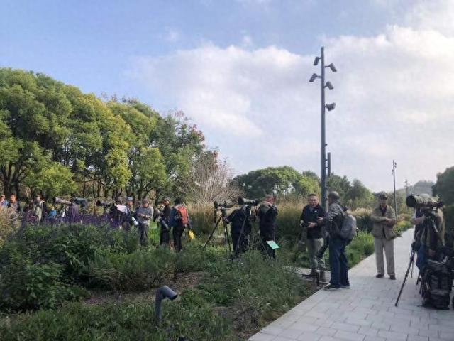 拍鸟爷叔们再度集结！世博文化公园惊现国家二级保护动物红翅绿鸠为“数毛”踩踏绿化不(图1)