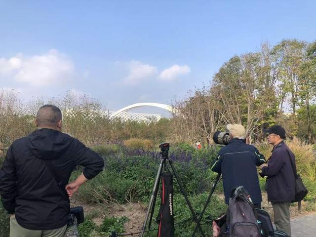 拍鸟爷叔们再度集结！世博文化公园惊现国家二级保护动物红翅绿鸠为“数毛”踩踏绿化不(图3)