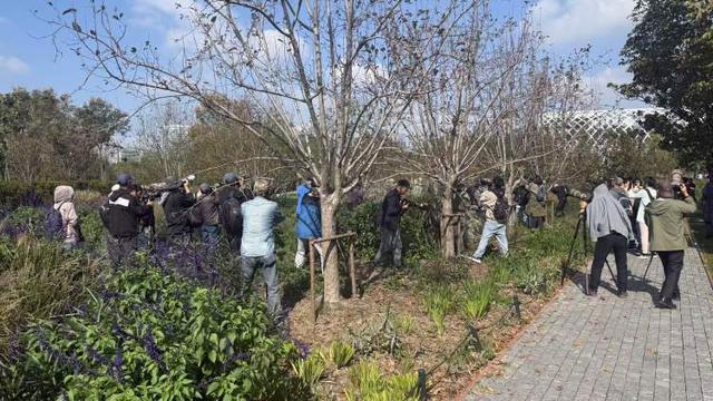 拍鸟爷叔们再度集结！世博文化公园惊现国家二级保护动物红翅绿鸠为“数毛”踩踏绿化不(图4)