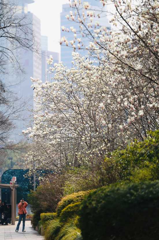 又一条Citywalk路线 漫步苏河畔领略绿色与历史(图2)