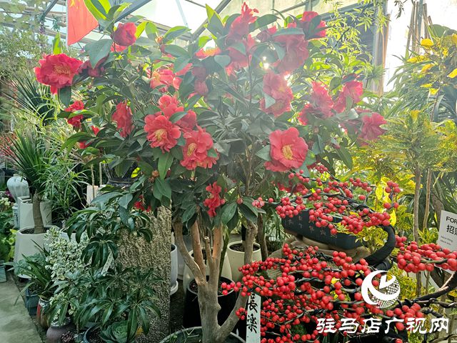初冬时节尽显春意 花卉市场争奇斗艳(图1)
