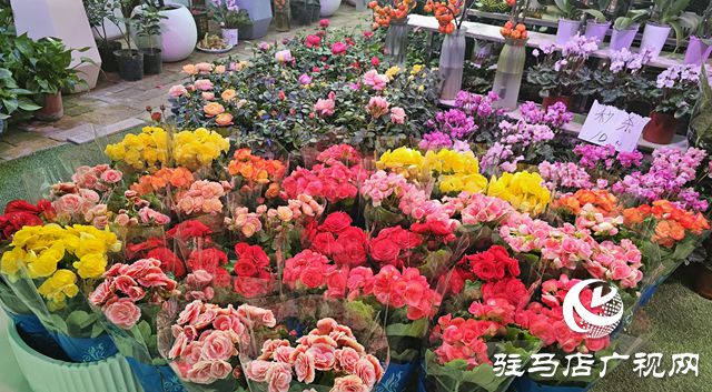 初冬时节尽显春意 花卉市场争奇斗艳(图2)