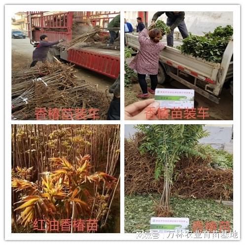 蓝蜜西梅树苗种植：绿色增长点市场新热点(图1)