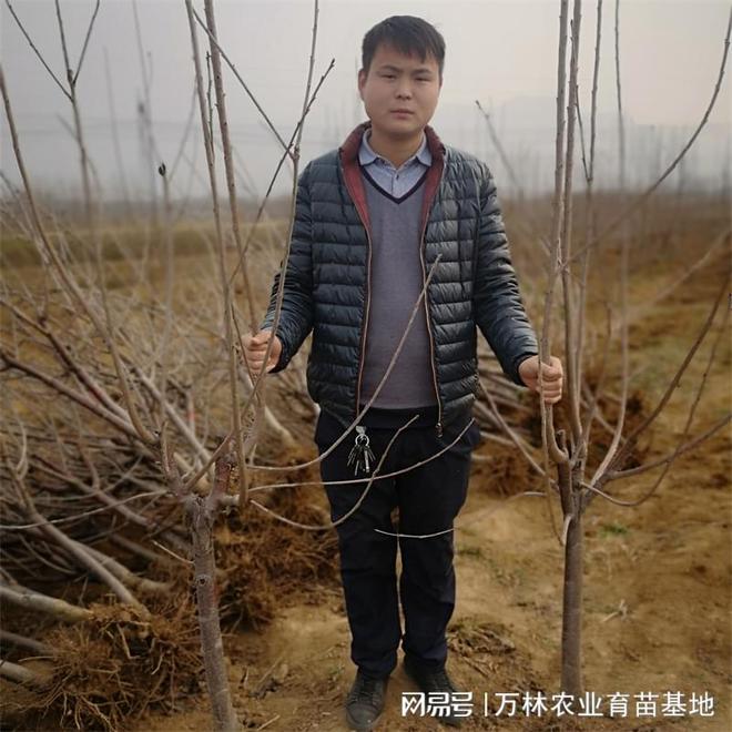 蓝蜜西梅树苗种植：绿色增长点市场新热点(图2)