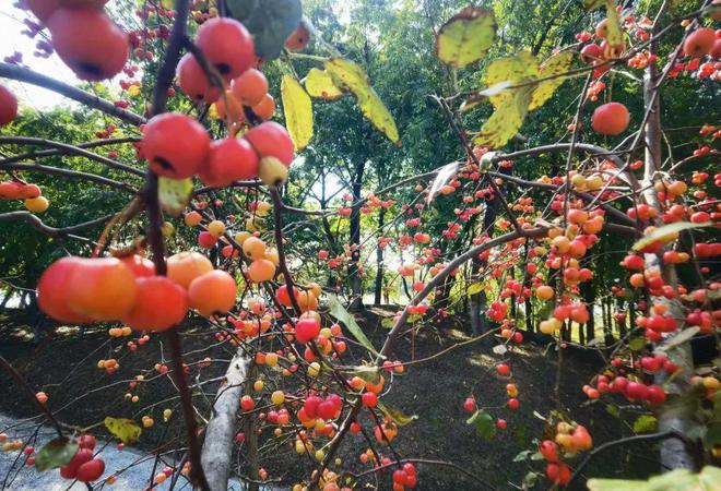 扬州正大量出现！别摘、别吃！(图1)