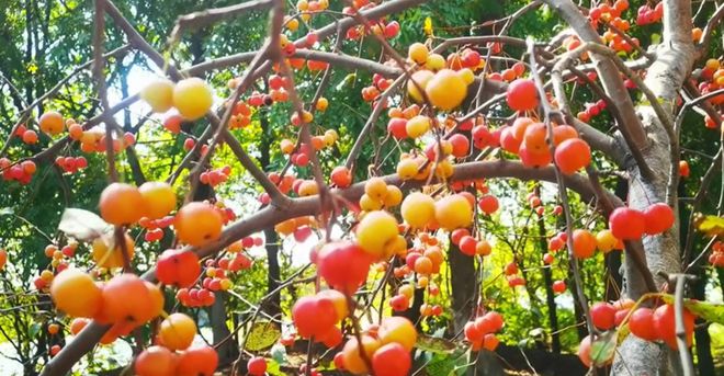 扬州正大量出现！别摘、别吃！(图4)