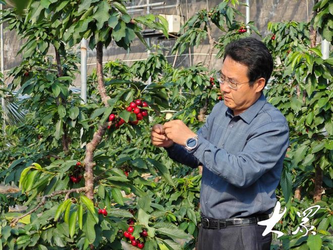 一个园子装满四季：反季樱桃成熟单价最高近500元(图4)