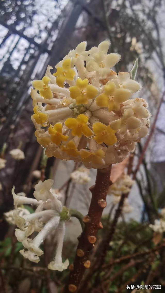 盘点那些立春就迫不及待开花的植物(图8)