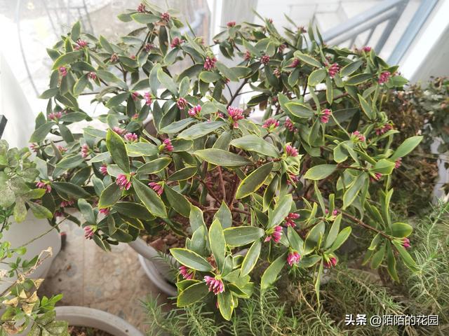 盘点那些立春就迫不及待开花的植物(图9)
