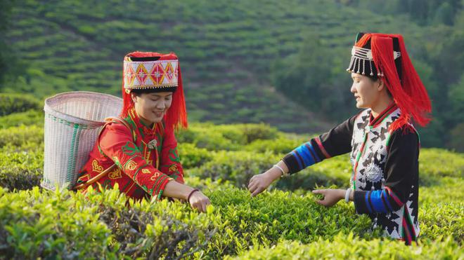 媒体聚焦 红河九红 ：云南红河州现代农业——向“特”而行 向“优”而进！(图7)
