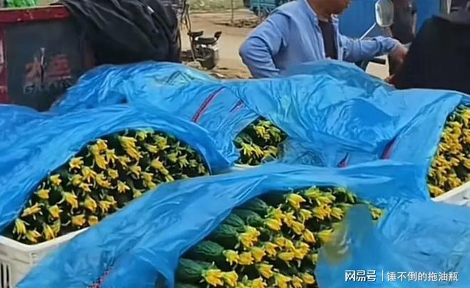 完了！阳光玫瑰车厘子砂糖橘之后黄瓜也崩盘了因为大家觉醒了(图9)