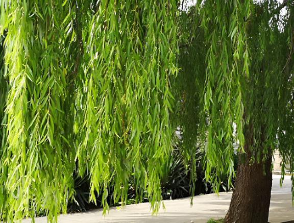 “小院不能乱栽树栽阴树更忌讳”阴树有哪几种？赶紧看一下！(图5)