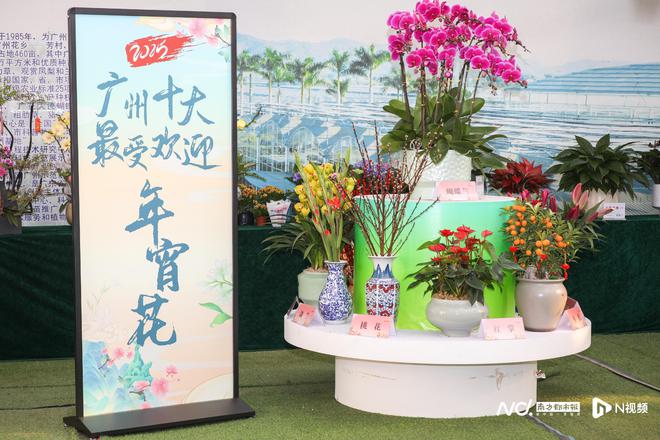 花城广州与千万年花“双向奔赴”今年新春如何拉满氛围感(图3)