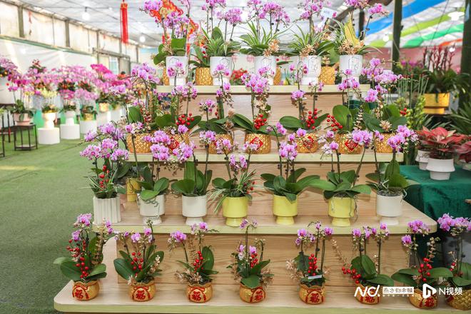 花城广州与千万年花“双向奔赴”今年新春如何拉满氛围感(图7)