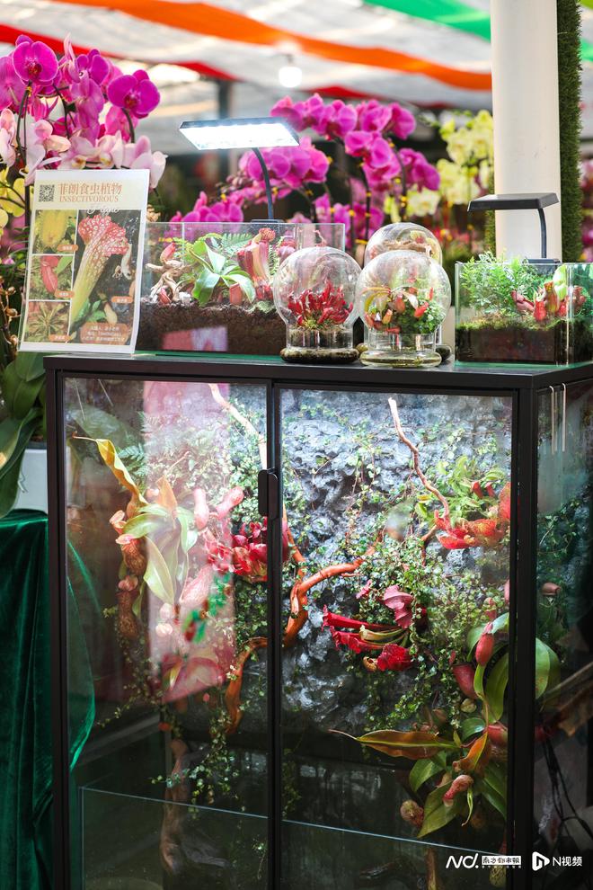 花城广州与千万年花“双向奔赴”今年新春如何拉满氛围感(图6)