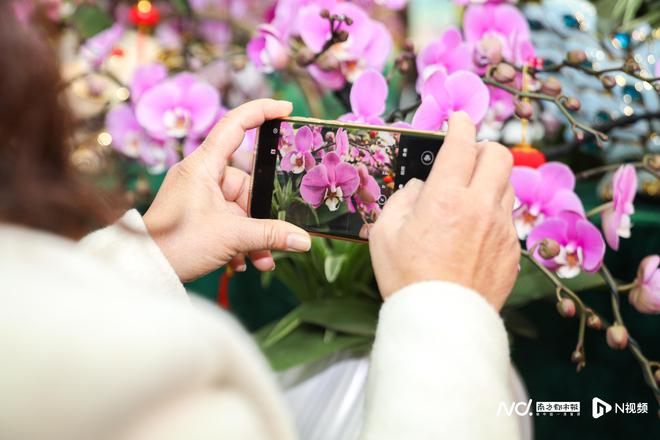 花城广州与千万年花“双向奔赴”今年新春如何拉满氛围感(图8)