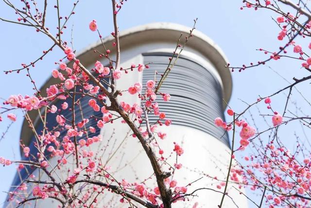 限定美景上线！长宁这里的“赏梅地图”请查收→(图6)