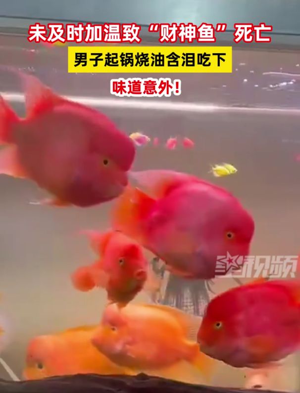 成本有点高！家养财神鱼死掉男子起锅烧油含泪吃下味道意外(图1)