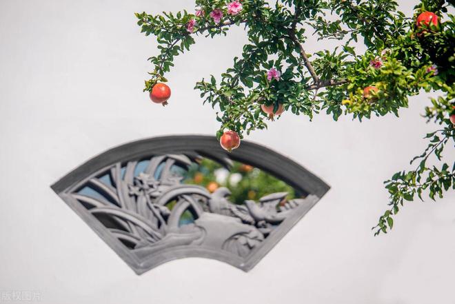 石榴树：象征富贵繁荣与家庭幸福的文化符号(图1)