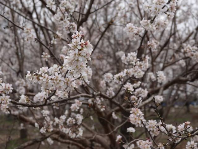 沈丘县周营镇：樱桃花开 引得致富美景来(图2)
