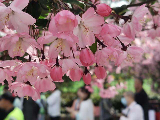 白玉兰和染井吉野樱谢幕一种传统名花独霸舞台(图1)