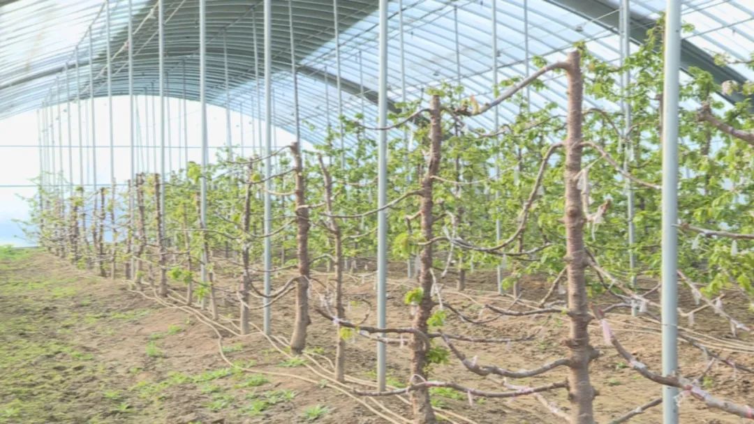 新春走基层 陕西扶风杏林镇：老树嫁接焕发新机 品种改良助农增收(图1)